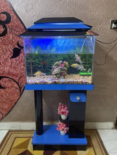 FISH AQUARIUM WITH 5 FISHES