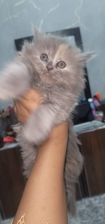 Persian triple coat kittens