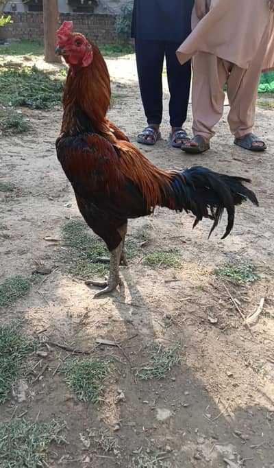 Thyland imported dragon aseel