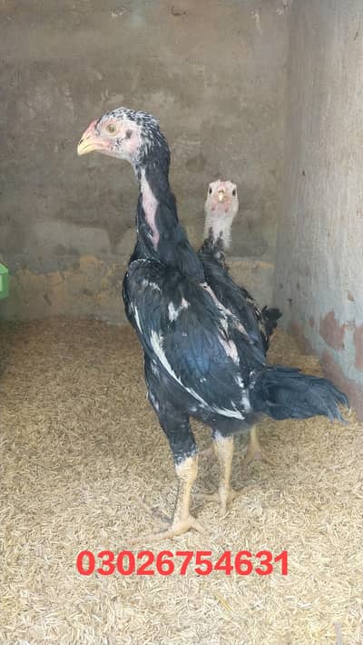 Pure Aseel shamo chicks | Black Shamo | White Shamo | King Shamo | Thi