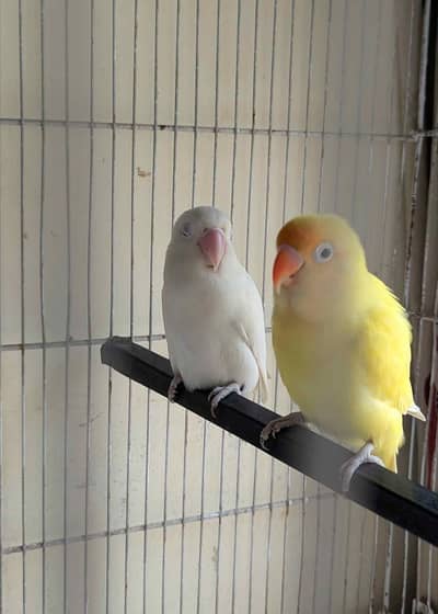 lovebirds breeder pair for sale
