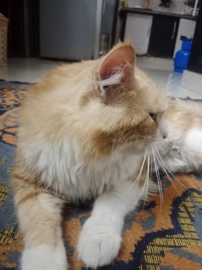 Persian Brown/White Cross Cat (Male) + (Vaccinated)