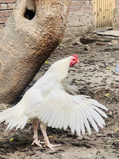 Heera x Hint Cross Beautiful Aseel Bird For sale