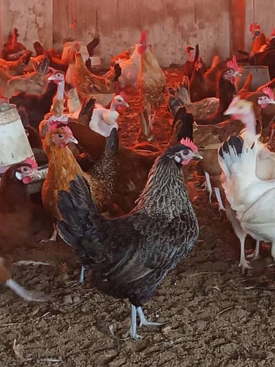 golden misri morgiya for sale