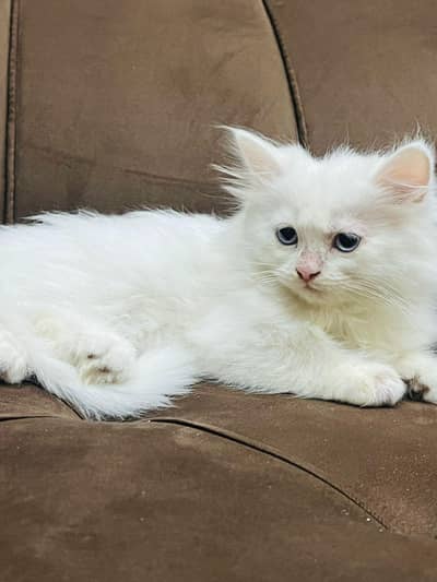 persian breed triple coated blue eyes