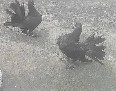BLACK Fantail pigeons pair