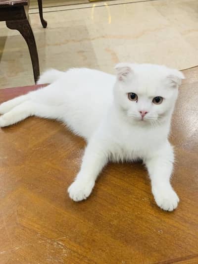Scottish fold white cat
