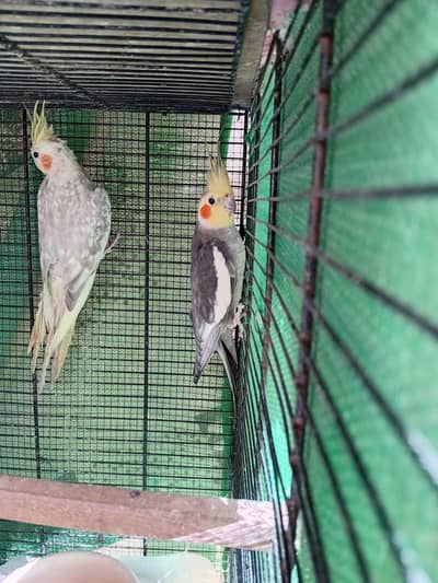 PEARL COCKATEIL PAIR