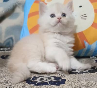 Persian kittens /triple coat/male/female kittens available