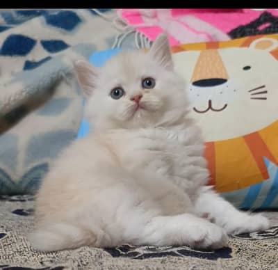 Persian kittens /triple coat/male/female kittens available