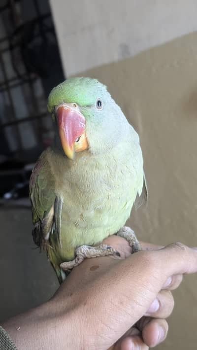 full tame parrot for sale
