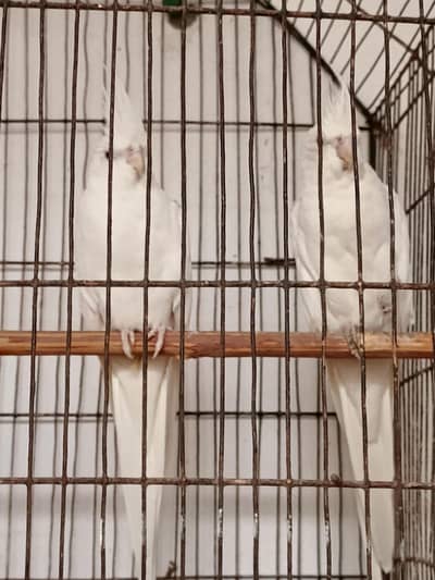 cocktail pair and love birds pair full pair