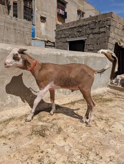 abluck tedda 2 daant khassi