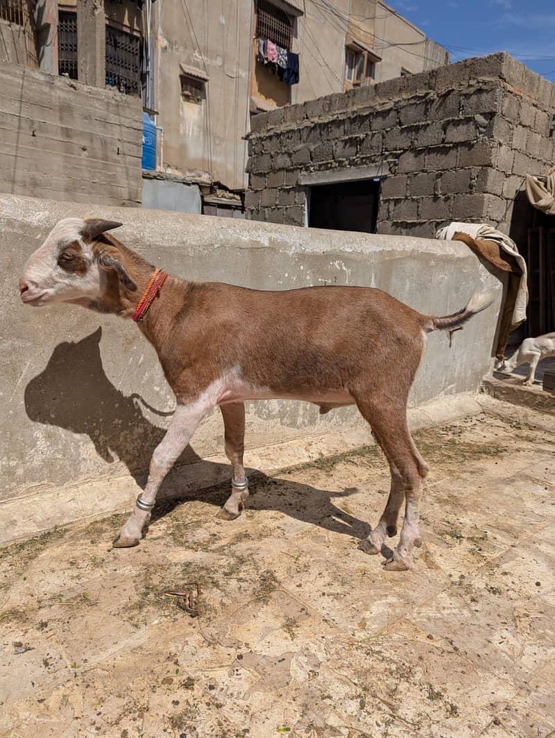 abluck tedda 2 daant khassi 0