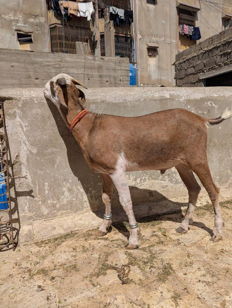 abluck tedda 2 daant khassi 2