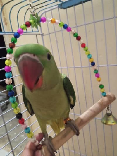 kashmiri raw chicks self feed and hand feed