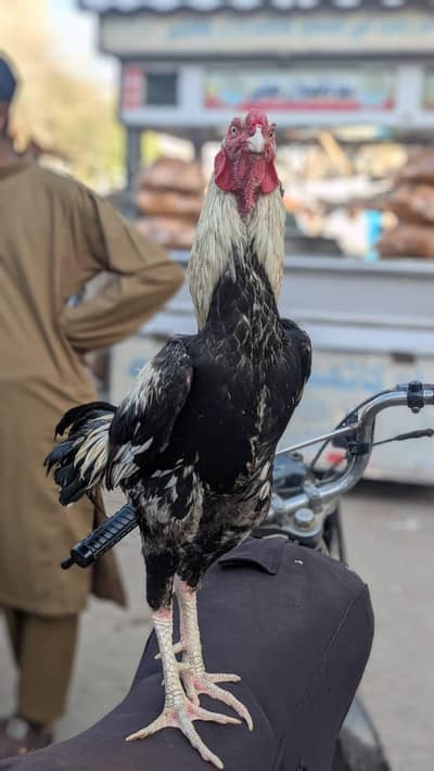 Pure Aseel Java For Sale