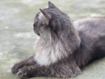 I want to sell my pet.