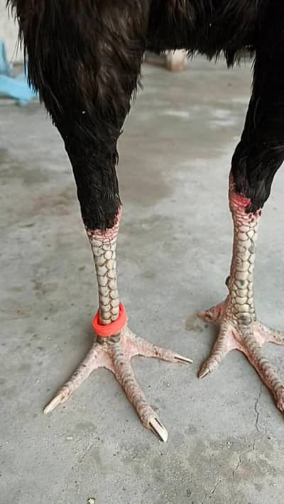 top quality ptha for sel