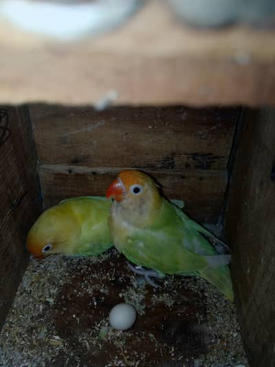 pail fallow / albino black eyes split red eyes