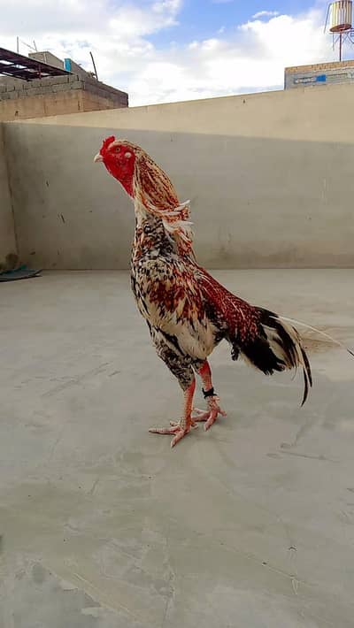 aseel mainwali nasal