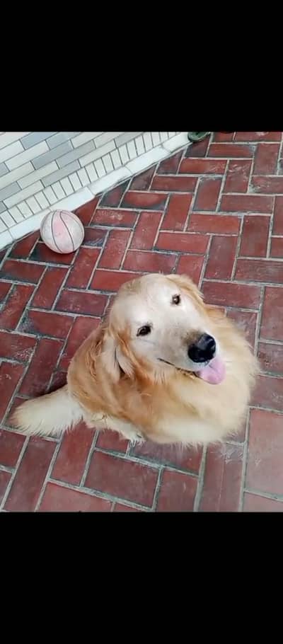 golden retriever pair for sale