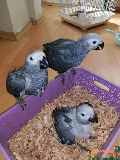 African grey parrot chik 03418561122