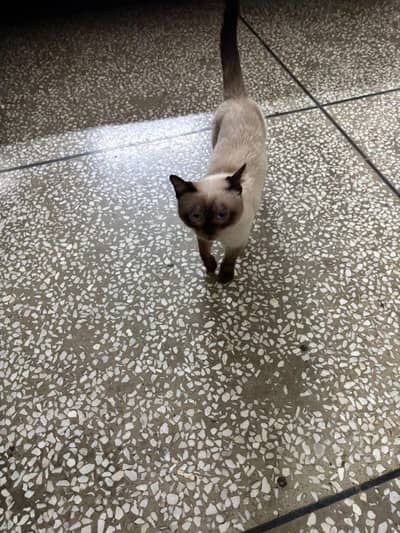 Siamese cat for sale active and play  litter trained