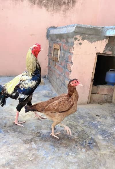 Ramze Aseel’s Bred’s Hen’s….