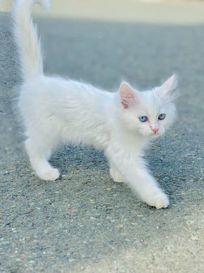 One eye greeen one blue