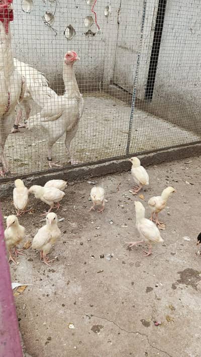 2000 per pis 03014751685