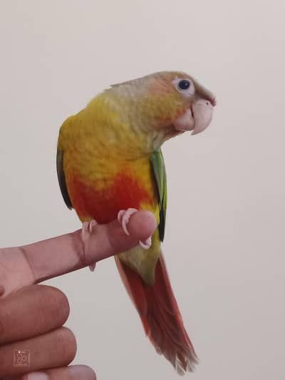 Pineapple Conure Handtame For Sale