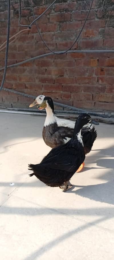 duck pair exchange possible