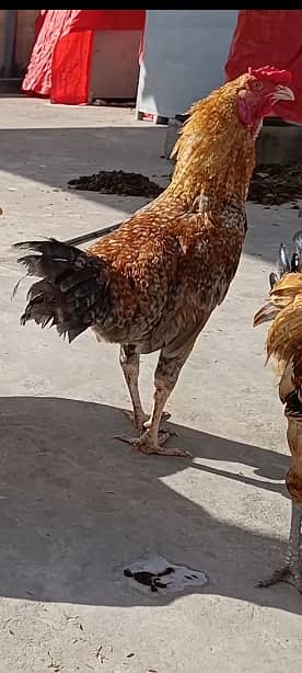 Aseel Lakha Rooster Murgha