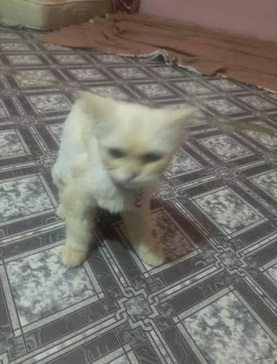 Cate for sale female