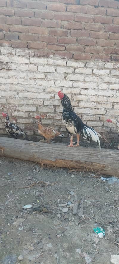 aseeel urgent for sale  loction swabi