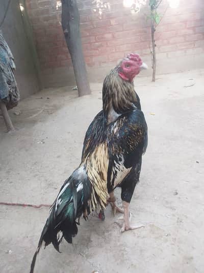 mianwali aseel jawa breeders full dangerous