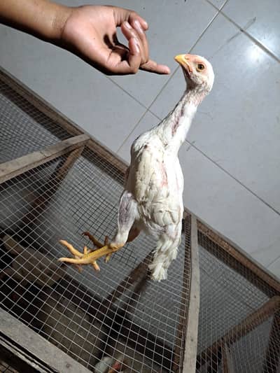 10 paper white pure shamo chicks