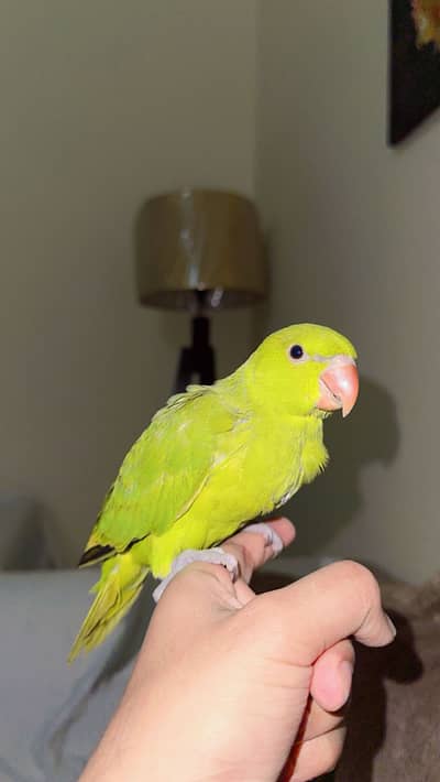 Green parrot baby