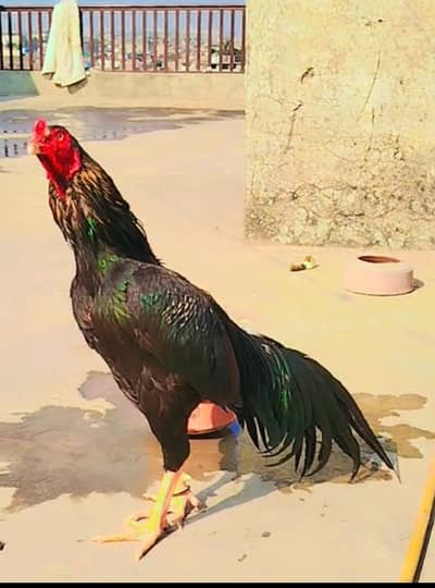 murgi with 11 chicks