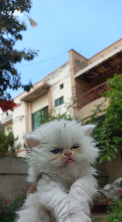 Persian kittens for sale