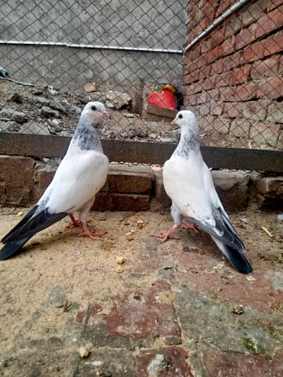 NELDUMA BCHA FOR SALE