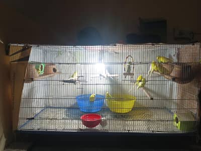 Australian Parrots For Sale