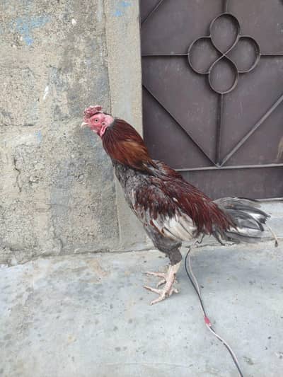 Masha Allah se 2 dafa Mal kr Chuka hai