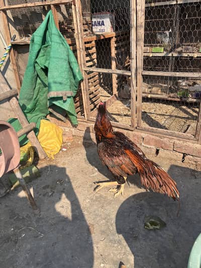 Mianwali peela Aseel murgha Top quality