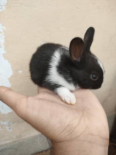 Rabbits available for Sale