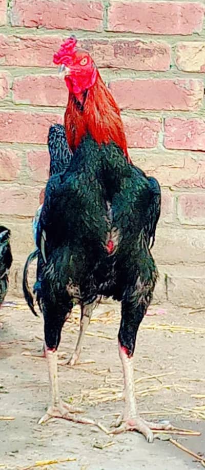 pure Sindhi male ha bht acha or mazboot Gand jor ka murga ha