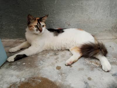 calico pregnant matting enturnum punch