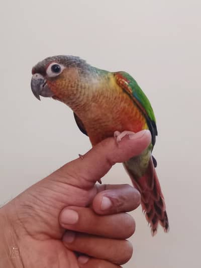 Green Conure Red Factor Handtame For Sale