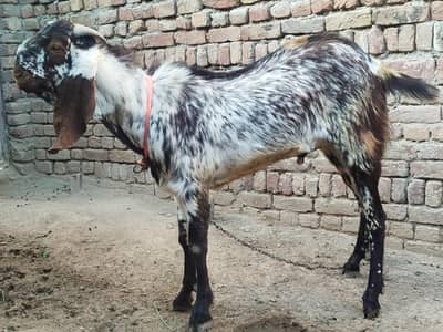 Makhi Cheena 2 Dant - Quarbani 2026